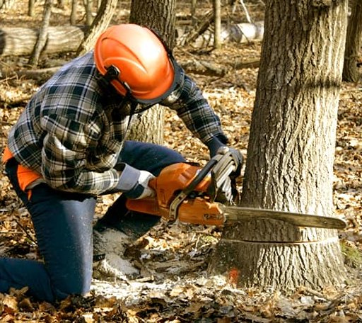 Tree Removal in Bonneau, SC